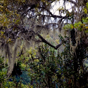 Arbre et Broméliacée épiphyte dans la forêt vierge au Rwanda - Rwanda  - collection de photos clin d'oeil, catégorie paysages